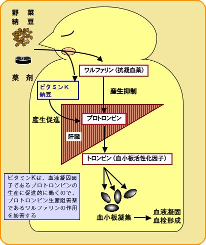 生理作用